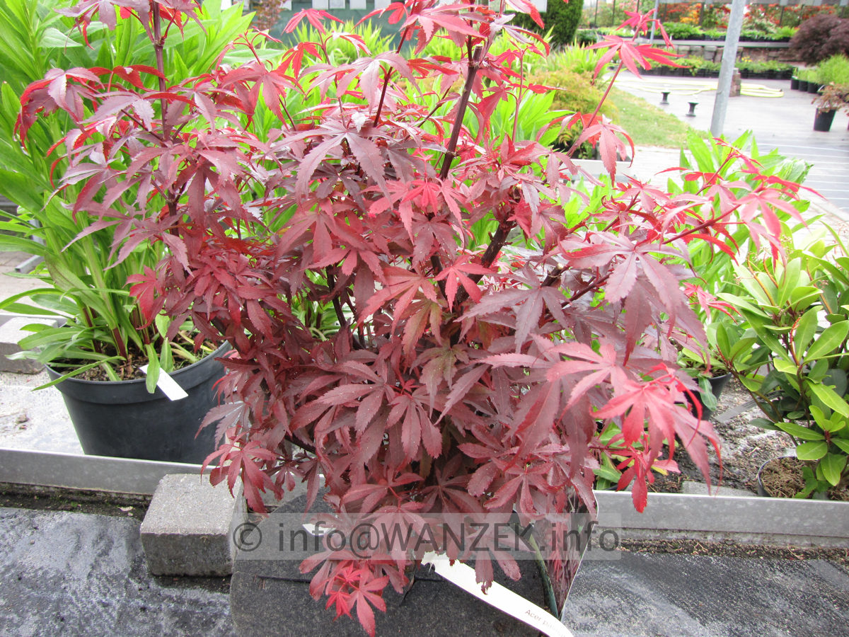 Acer palmatum Skeeter's Broom.JPG